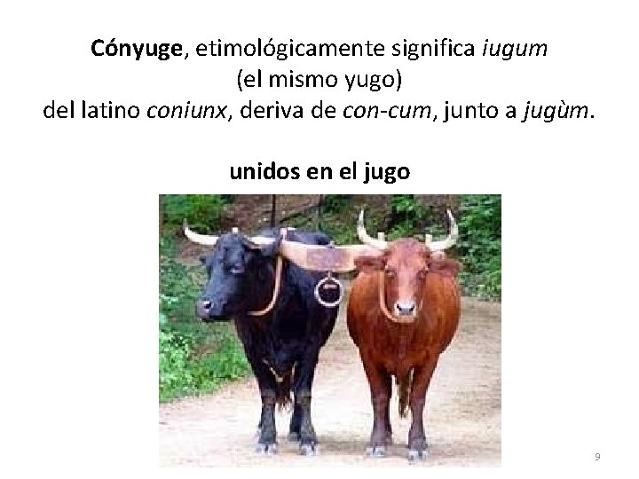 Cónyuge, etimológicamente significa iugum (el mismo yugo) del latino coniunx, deriva de con-cum, junto