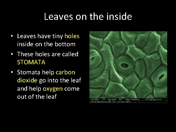 Leaves on the inside • Leaves have tiny holes inside on the bottom •