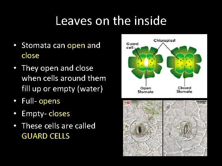 Leaves on the inside • Stomata can open and close • They open and