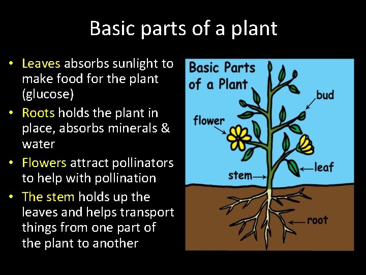 Basic parts of a plant • Leaves absorbs sunlight to make food for the