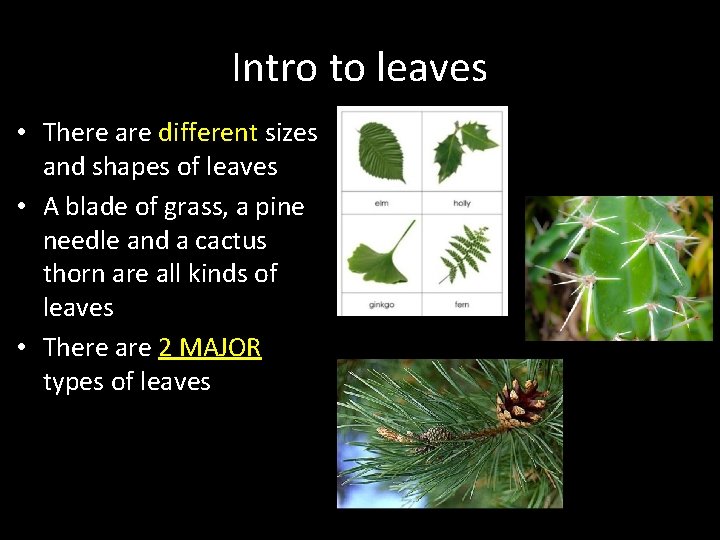Intro to leaves • There are different sizes and shapes of leaves • A