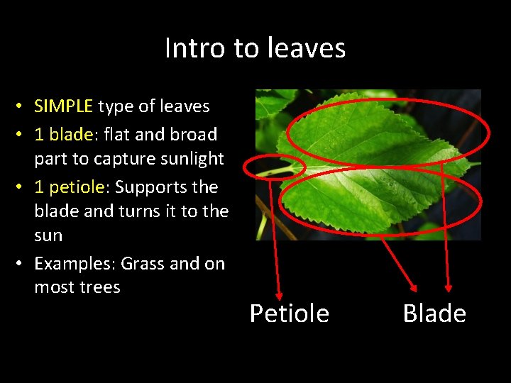 Intro to leaves • SIMPLE type of leaves • 1 blade: flat and broad