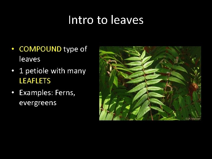 Intro to leaves • COMPOUND type of leaves • 1 petiole with many LEAFLETS
