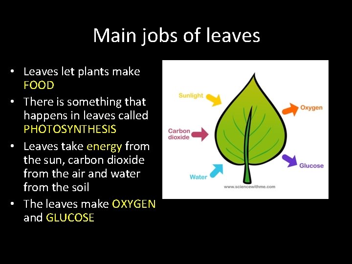 Main jobs of leaves • Leaves let plants make FOOD • There is something
