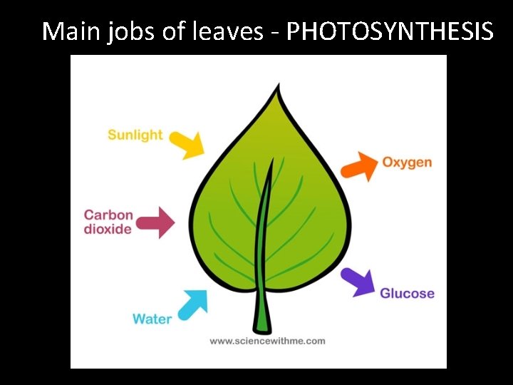 Main jobs of leaves - PHOTOSYNTHESIS 
