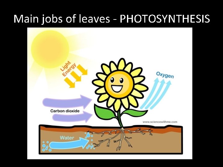Main jobs of leaves - PHOTOSYNTHESIS 