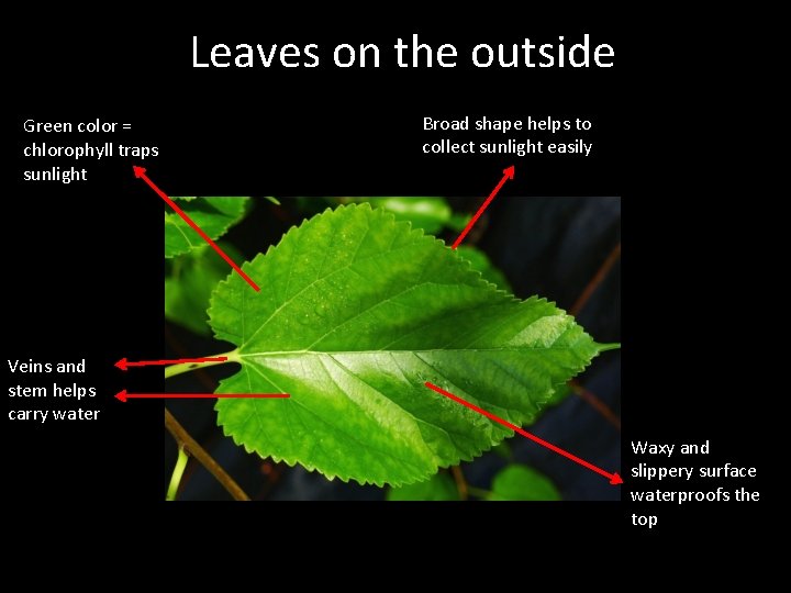 Leaves on the outside Green color = chlorophyll traps sunlight Broad shape helps to