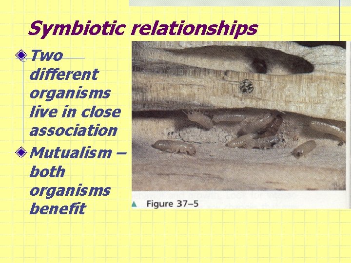 Symbiotic relationships Two different organisms live in close association Mutualism – both organisms benefit