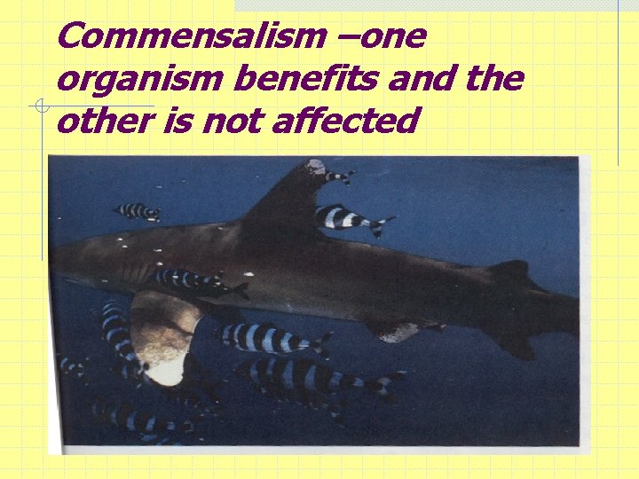 Commensalism –one organism benefits and the other is not affected 