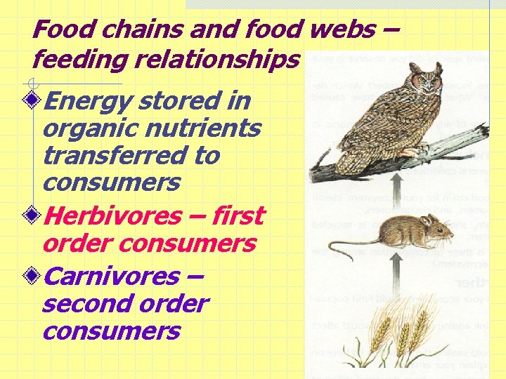 Food chains and food webs – feeding relationships Energy stored in organic nutrients transferred