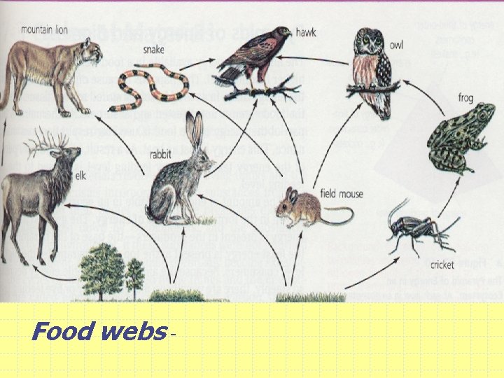 Food webs - 