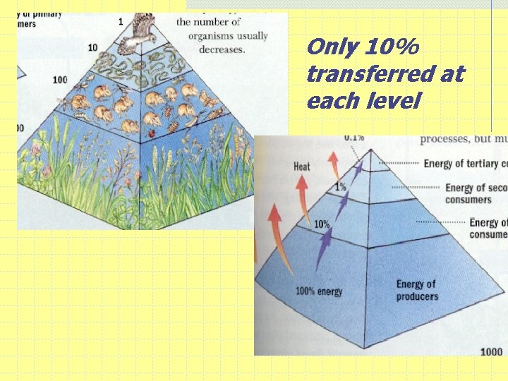 Only 10% transferred at each level 