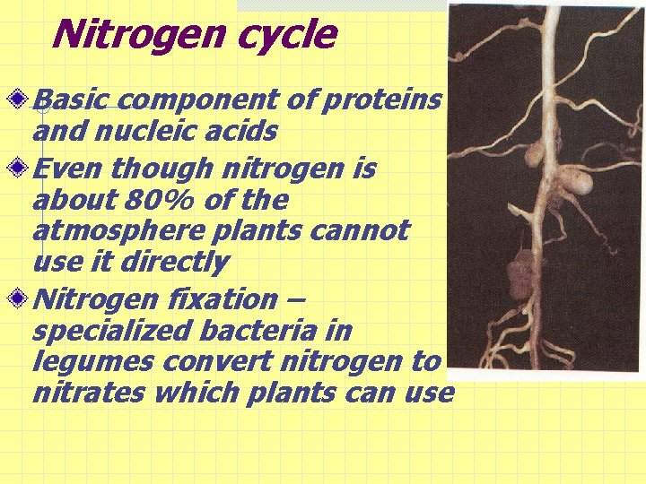 Nitrogen cycle Basic component of proteins and nucleic acids Even though nitrogen is about