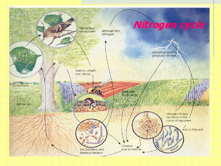 Nitrogen cycle 