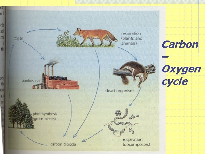 Carbon – Oxygen cycle 