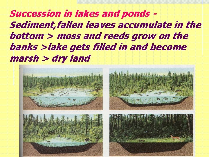 Succession in lakes and ponds Sediment, fallen leaves accumulate in the bottom > moss