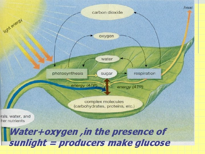 Water+oxygen , in the presence of sunlight = producers make glucose 