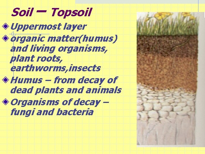 Soil – Topsoil Uppermost layer organic matter(humus) and living organisms, plant roots, earthworms, insects