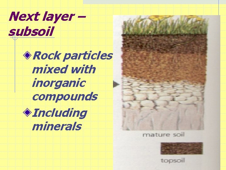 Next layer – subsoil Rock particles mixed with inorganic compounds Including minerals 