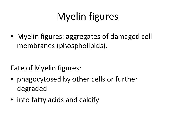 Myelin figures • Myelin figures: aggregates of damaged cell membranes (phospholipids). Fate of Myelin