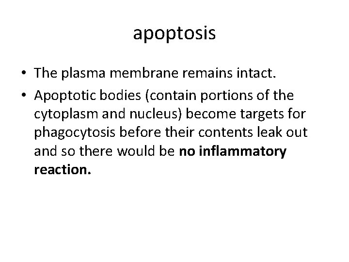 apoptosis • The plasma membrane remains intact. • Apoptotic bodies (contain portions of the