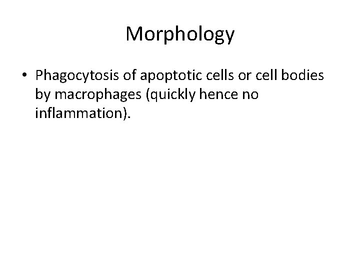 Morphology • Phagocytosis of apoptotic cells or cell bodies by macrophages (quickly hence no