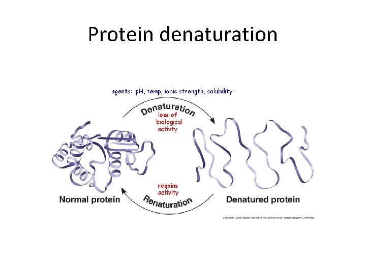 Protein denaturation 