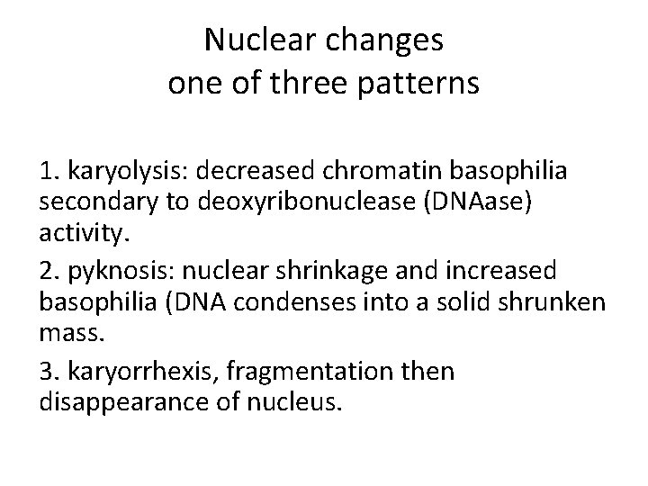 Nuclear changes one of three patterns 1. karyolysis: decreased chromatin basophilia secondary to deoxyribonuclease