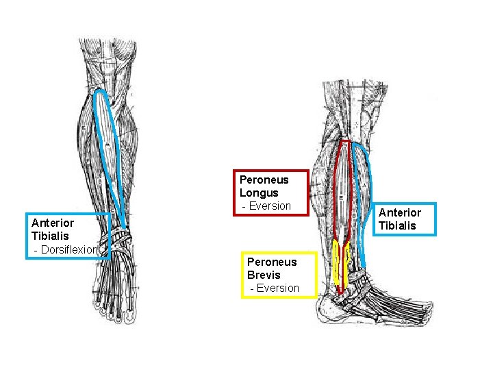 Peroneus Longus - Eversion Anterior Tibialis - Dorsiflexion Peroneus Brevis - Eversion Anterior Tibialis