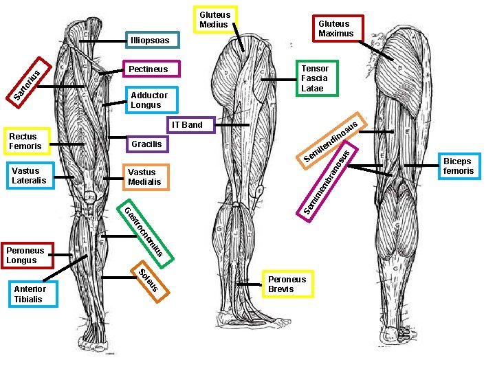 Gluteus Medius Gluteus Maximus Sa r to riu s Illiopsoas Tensor Fascia Latae Pectineus
