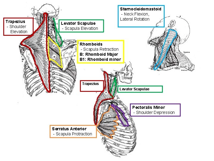 Muscle Labeling Health Occ Trapezius Shoulder Elevation Levator