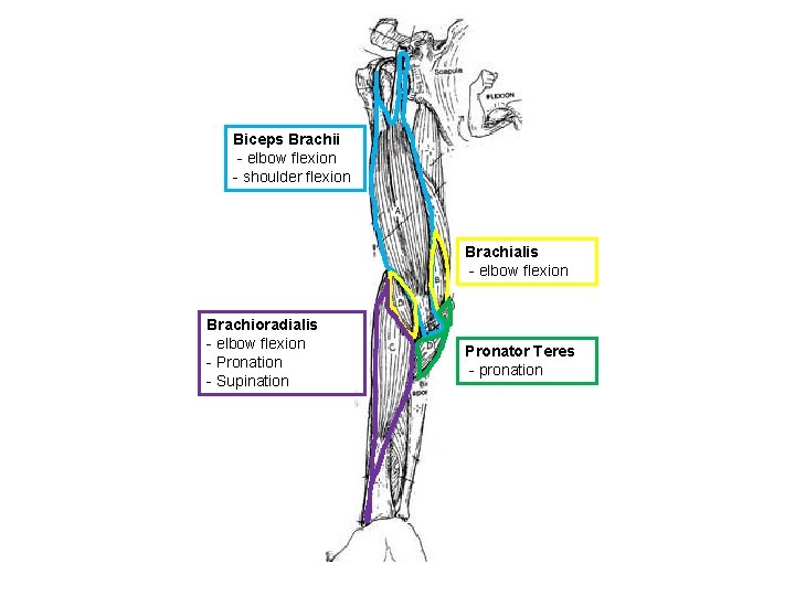 Biceps Brachii - elbow flexion - shoulder flexion Brachialis - elbow flexion Brachioradialis -