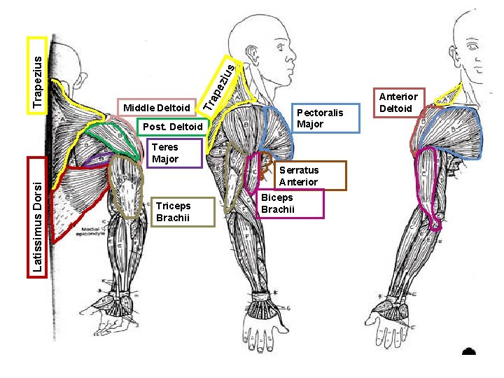 s ziu pe Trapezius Middle Deltoid Pectoralis Major Post. Deltoid Latissimus Dorsi Teres Major