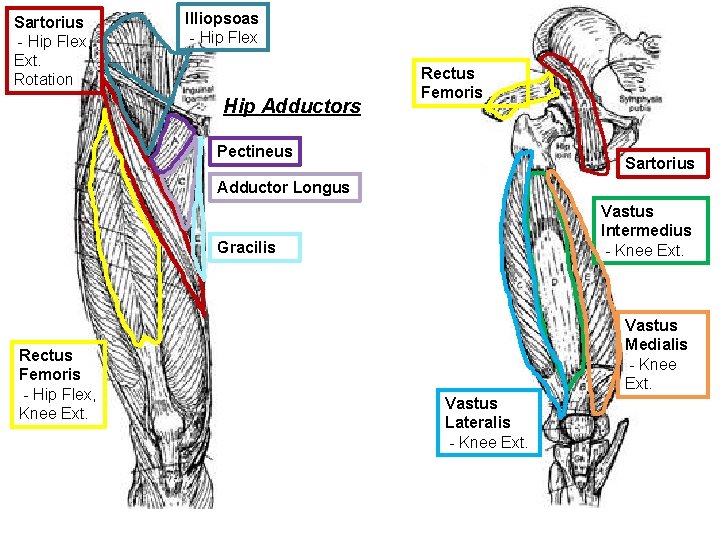 Sartorius - Hip Flex, Ext. Rotation Illiopsoas - Hip Flex Hip Adductors Rectus Femoris