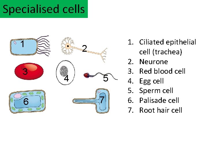 Specialised cells 1 3 6 2 4 5 7 1. Ciliated epithelial cell (trachea)