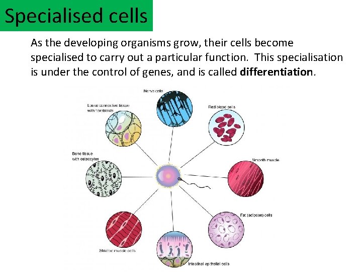 Specialised cells As the developing organisms grow, their cells become specialised to carry out