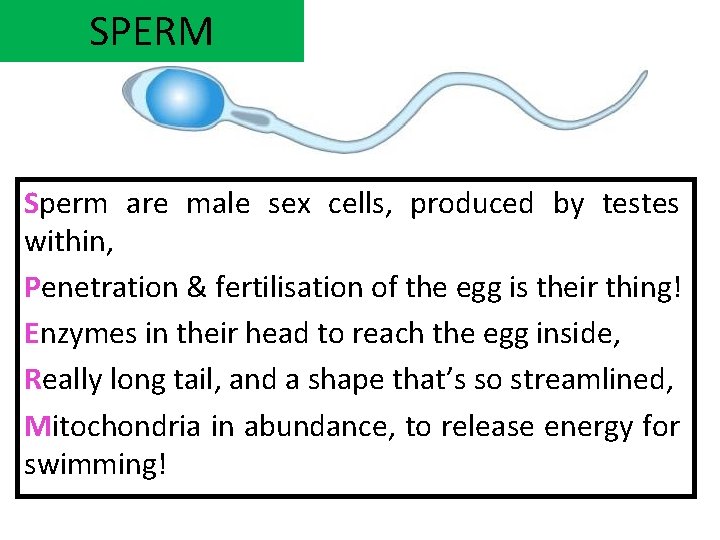 SPERM Sperm are male sex cells, produced by testes within, Penetration & fertilisation of