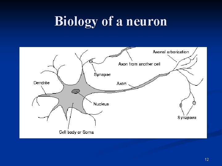 Biology of a neuron 12 
