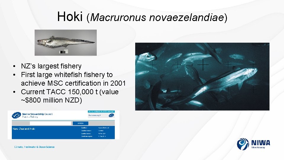 Hoki (Macruronus novaezelandiae) • NZ’s largest fishery • First large whitefishery to achieve MSC