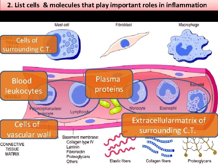 2. List cells & molecules that play important roles in inflammation Cells of surrounding