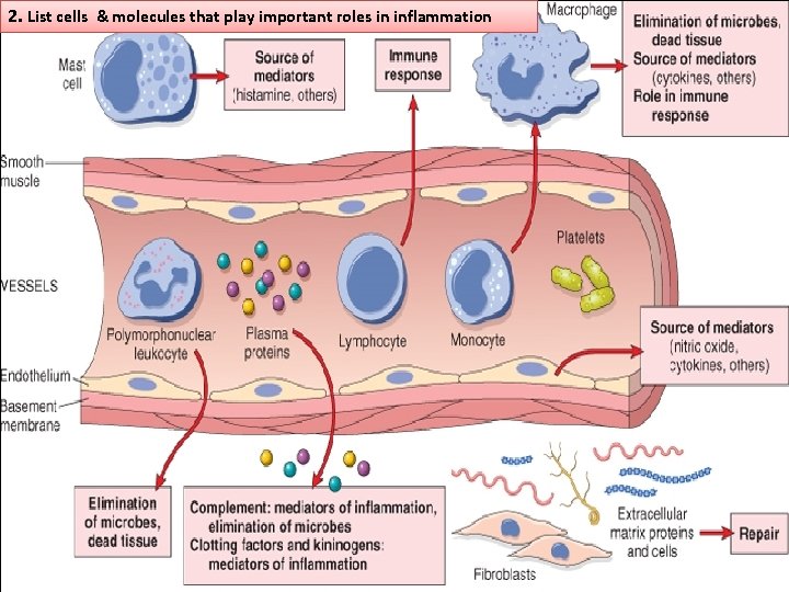 2. List cells & molecules that play important roles in inflammation 12 