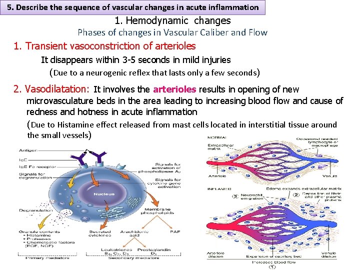 5. Describe the sequence of vascular changes in acute inflammation 1. Hemodynamic changes Phases