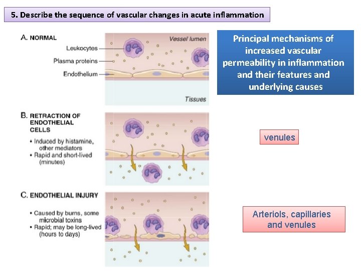 5. Describe the sequence of vascular changes in acute inflammation Principal mechanisms of increased