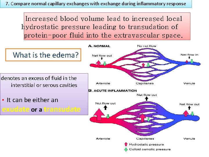 7. Compare normal capillary exchanges with exchange during inflammatory response Increased blood volume lead