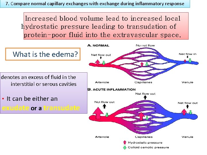 7. Compare normal capillary exchanges with exchange during inflammatory response Increased blood volume lead