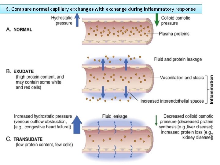 6. Compare normal capillary exchanges with exchange during inflammatory response 