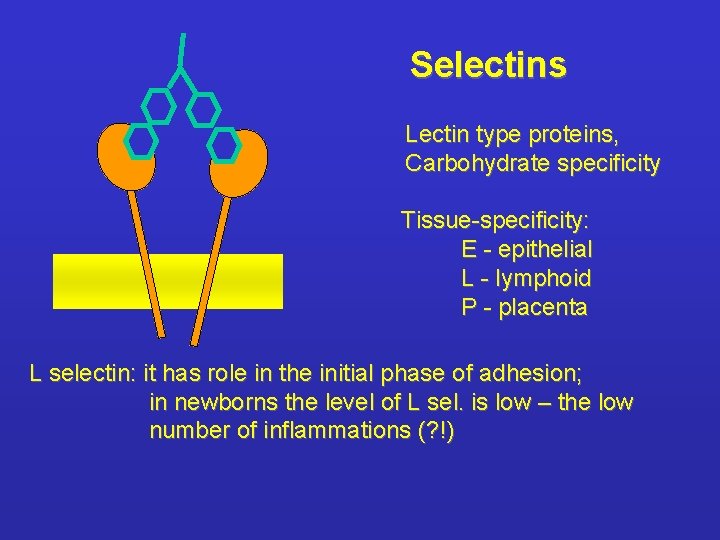 Selectins Lectin type proteins, Carbohydrate specificity Tissue-specificity: E - epithelial L - lymphoid P