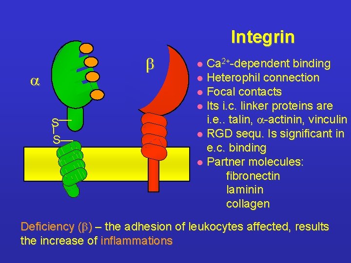 Integrin b a S S Ca 2+-dependent binding l Heterophil connection l Focal contacts