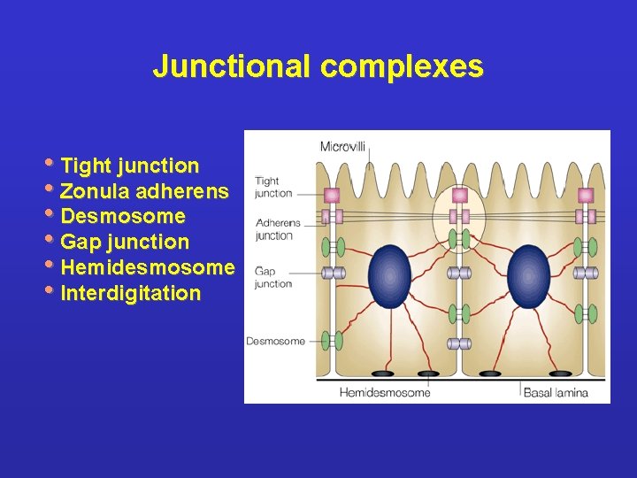 Junctional complexes • Tight junction • Zonula adherens • Desmosome • Gap junction •