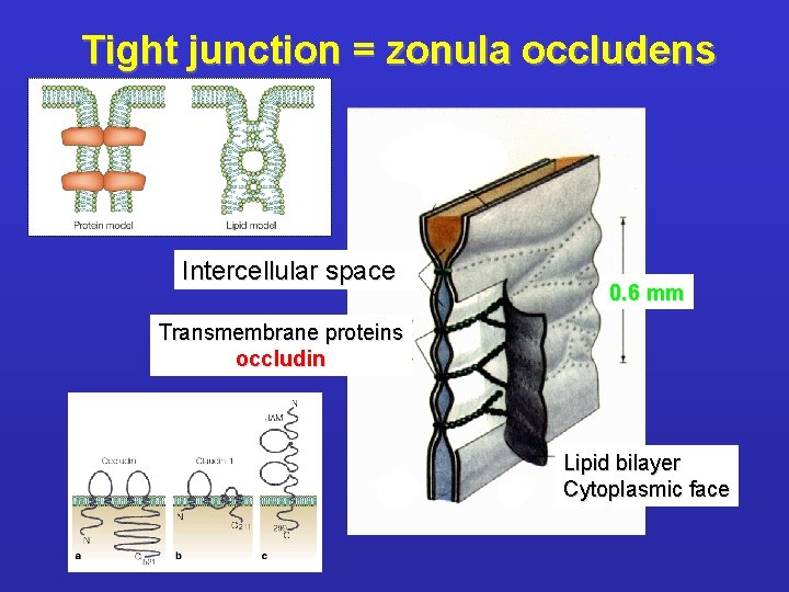 Tight junction = zonula occludens Intercellular space 0. 6 mm Transmembrane proteins occludin Lipid